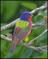 _5SB2850 painted bunting